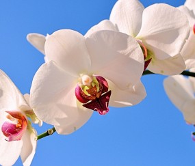 顺义正规助孕捐卵机构，附正规捐卵机构报名表！